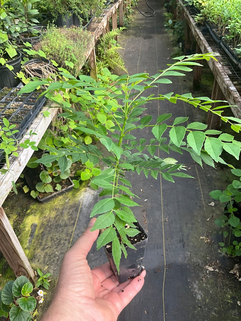 Curry Leaf Plant, 2.5" Pot, Murraya Koenigii, Fresh Culinary Herb for Asian Dishes, Perennial Indoor/Outdoor Plant