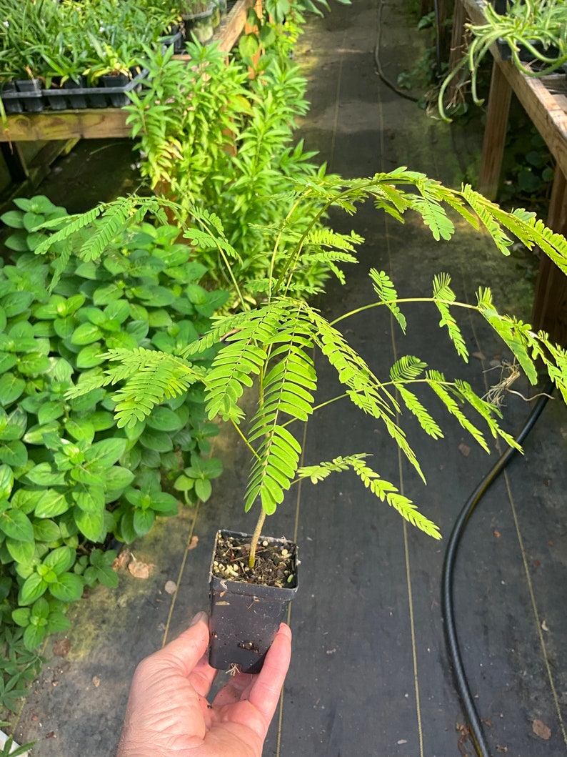 Mimosa Tree Plant, 2.5” Pot, Albizia julibrissin, Happy Tree, Pink Puffball Flowers, Perennial, Tropical Foliage
