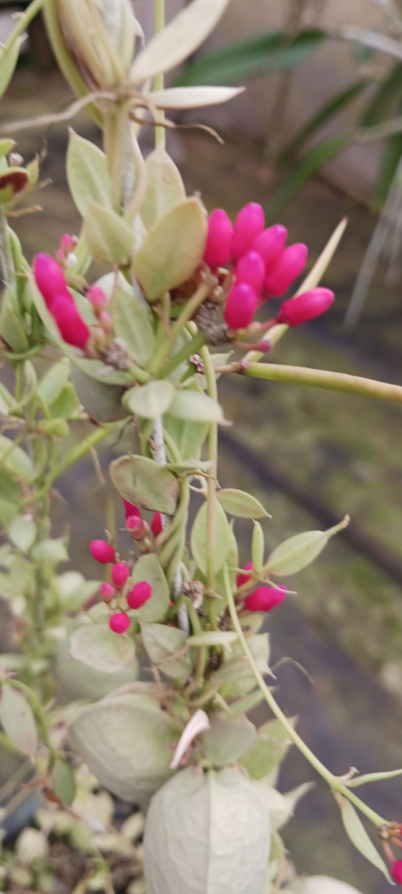 Dischidia Pectinoides Ant Plant - 4" Starter Size - Exotic Epiphytic Vine - Indoor Hanging Plant - Sphagnum Moss Plug