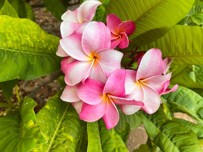 Hawaiian Frangipani Unrooted Cutting 10-12 inch Soft Pink Plumeria (Plumeria spp.) with Fruity Scent and Large Flowers