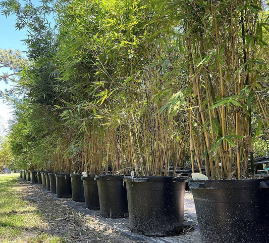 Alphonse Karr Bamboo Plant - Container Friendly, Yellow Culm, Bambusa multiplex 'Alphonse Karr', Perfect for Privacy Screens and Patios