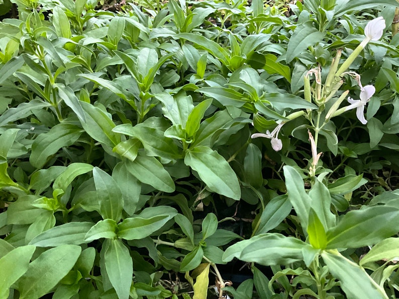 Soapwort Live Plant 2.5" Pot, Saponaria officinalis, Flowering Ground Cover, Perennial, Easy Care, Pollinator Friendly