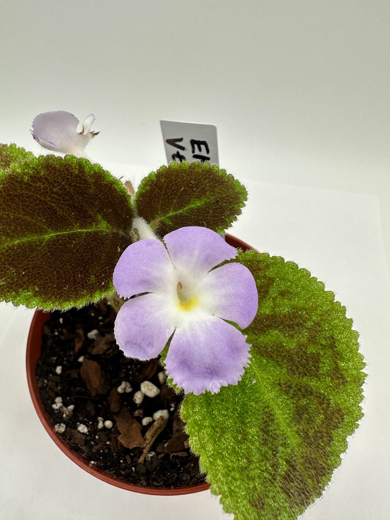 Episcia Plant 4" Emerald Velvet - Live Houseplant for Indoor Blooming - Episcia cupreata