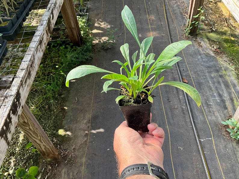 Evening Primrose Plants - 2 Live 2.5" Pots - Oenothera biennis - Edible Medicinal Flowering Herb