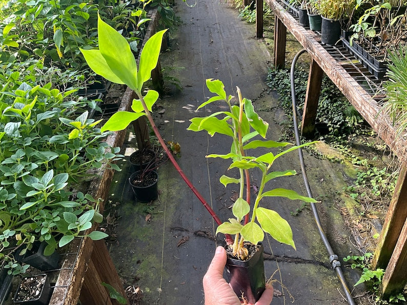 Insulin Plant 2.5" Pot | Costa Igneous | Chamaecostus Cuspidatus | Tropical Healing Herb | Perennial Houseplant