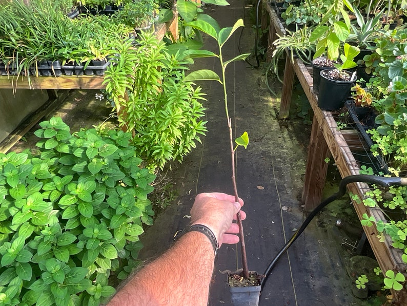 Jack Fruit Plant 2.5” Pot, Artocarpus heterophyllus, Tropical Fruit, Exotic Indoor/Outdoor Plant, Rare Gardening Choice