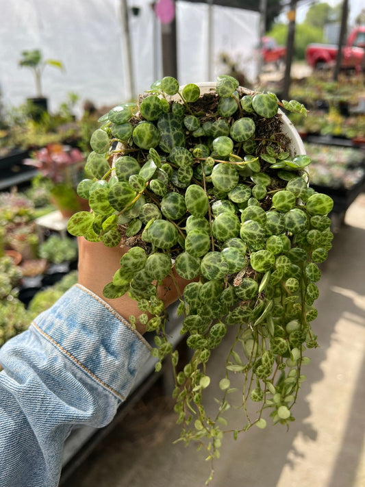 4” String of Turtles Plant, Peperomia prostrata, Healthy & Full, Potted Houseplant, Easy Care Indoor Succulent