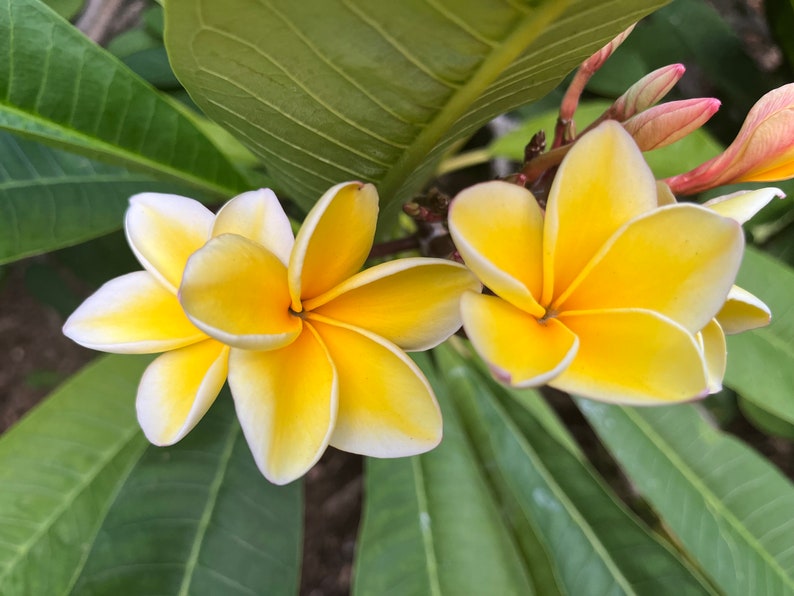 Rare Frangipani Cutting 10-12 inch "Heidi" Plumeria Unrooted Flower 3" Dia - Healthy & Firm Plant Cutting