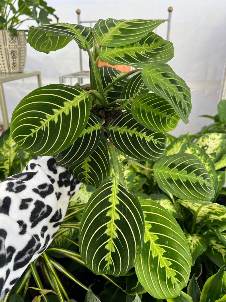 4" Maranta Lemon Lime Prayer Plant, Live Houseplant, Easy Care Indoor Plant, Maranta leuconeura
