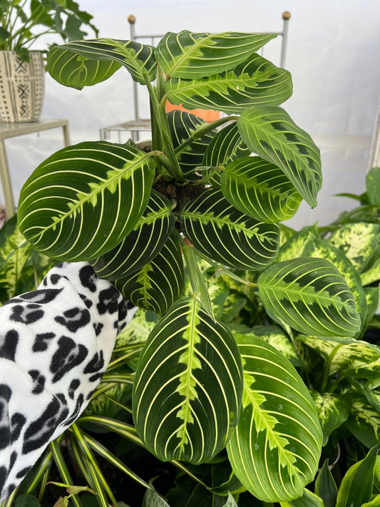 4" Maranta Lemon Lime Prayer Plant, Live Houseplant, Easy Care Indoor Plant, Maranta leuconeura