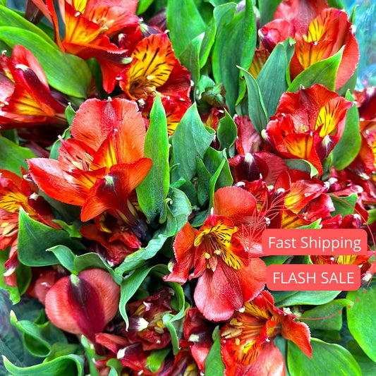 Alstroemeria Bouquet | Fresh Lily of the Incas Flowers | Red & White Peruvian Lilies | Alstroemeria | Flower Arrangement