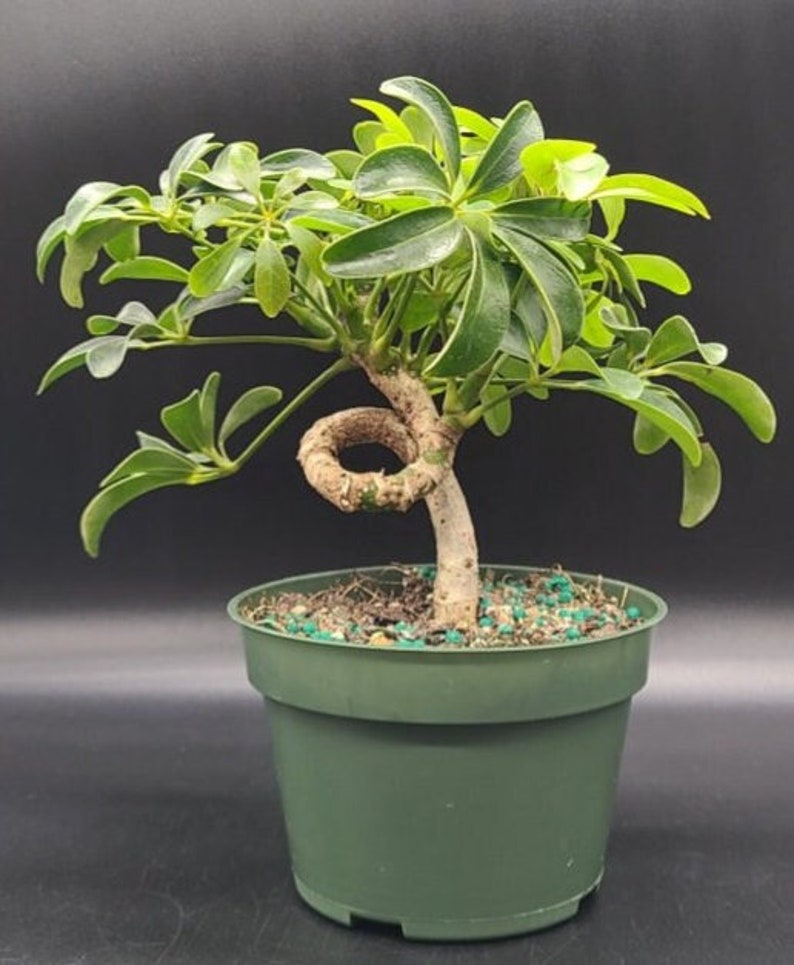 Schefflera Arboricola Coiled Trunk Bonsai Start - Live Luseane Plant - Pre Bonsai - Outdoor Grown, Minor Blemishes