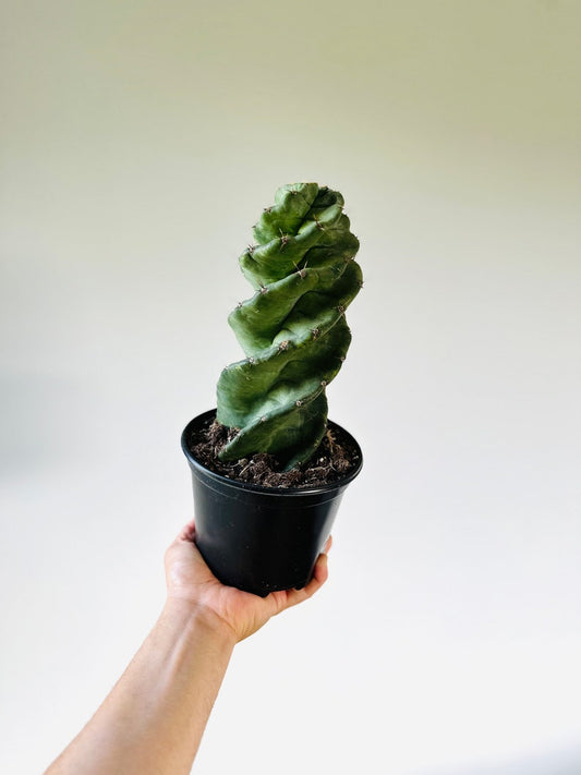 Spiral Cactus 6” Pot Cereus Forbesii Spiralis Blooming Cactus Bohemian Desert Plant for Home Decor