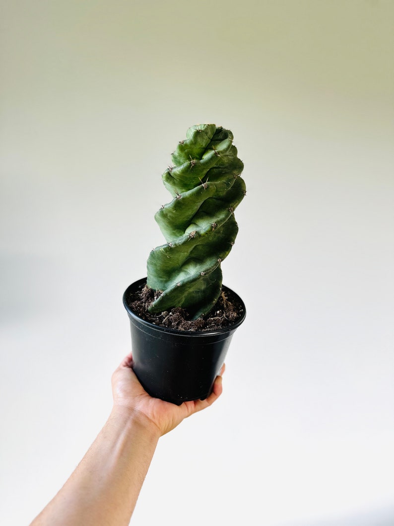 Spiral Cactus 6” Pot Cereus Forbesii Spiralis Blooming Cactus Bohemian Decor Green Foliage