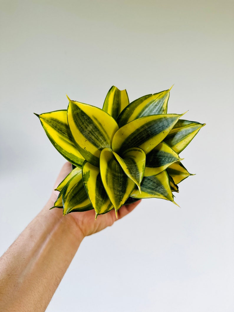 Lucille Polan Sansevieria - Rare Snake Plant - Live Plant in 3" or 4" Pot - Variegated Foliage - Easy Care Houseplant