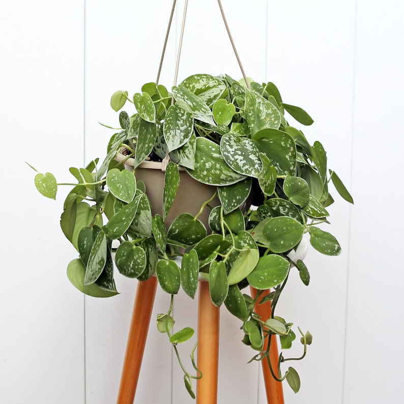 LIVE 8” Hanging Basket Silver Satin Pothos, Scindapsus Pictus, Easy Care Trailing Plant for Home Decor, Eco-Friendly Gift