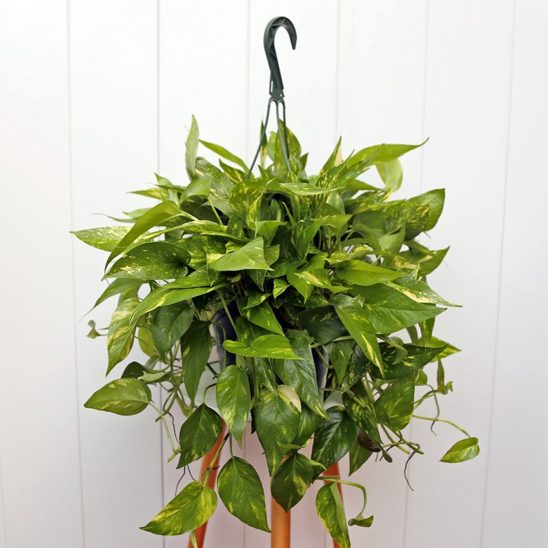 LIVE 8” Hanging Basket Goldstream Vine Pothos, Rare Trailing Indoor Plant, Air-Purifying Houseplant, Epipremnum aureum