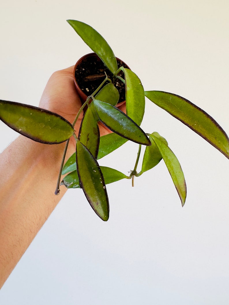 Hoya Plant 2" Pot Butterscotch Hoya Hoya aff. Kentiana Live Plant Rare Foliage