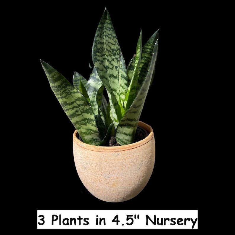 Snake Plant | Sansevieria Laurentii (Yellow) | Indoor Succulent | Mother-In-Law's Tongue | Easy Care Houseplant