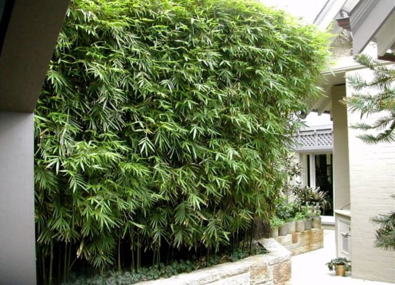 Graceful Bamboo Plant - 6 inch Pot, Bambusa textilis 'Gracilis', Slender Weaver, Non-Invasive Tropical Clumping Bamboo for Privacy