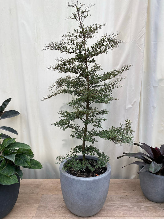 Bucida Spinosa Black Olive Tree - 2 Gal Pot - Evergreen Landscape Plant - Drought Tolerant - Exotic Decor for Yard