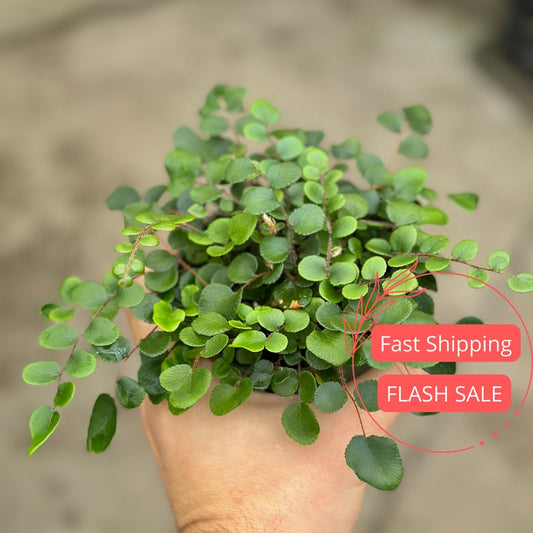 Button Fern Plant Large | Fully Rooted Pellaea Rotundifolia | Indoor Houseplant | Super Full Green Foliage | 4" Pot