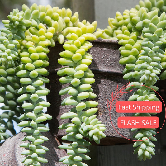 Burros Tail Succulent Plant | 3" Donkeys Tail Hanging Plant | Indoor Houseplant | Sedum morganianum
