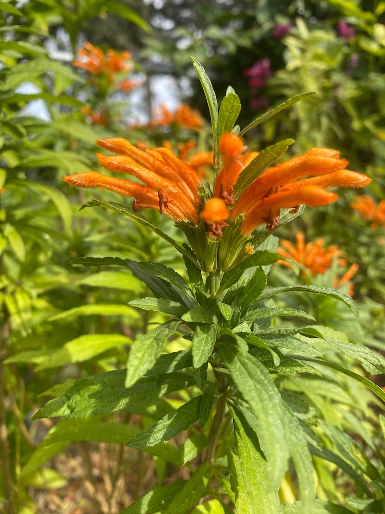 Lion's Tail Live Plant in 2.5" Pot, Wild Dagga, Leonotis leonurus, Bright Orange Flowers, Drought Tolerant Perennial