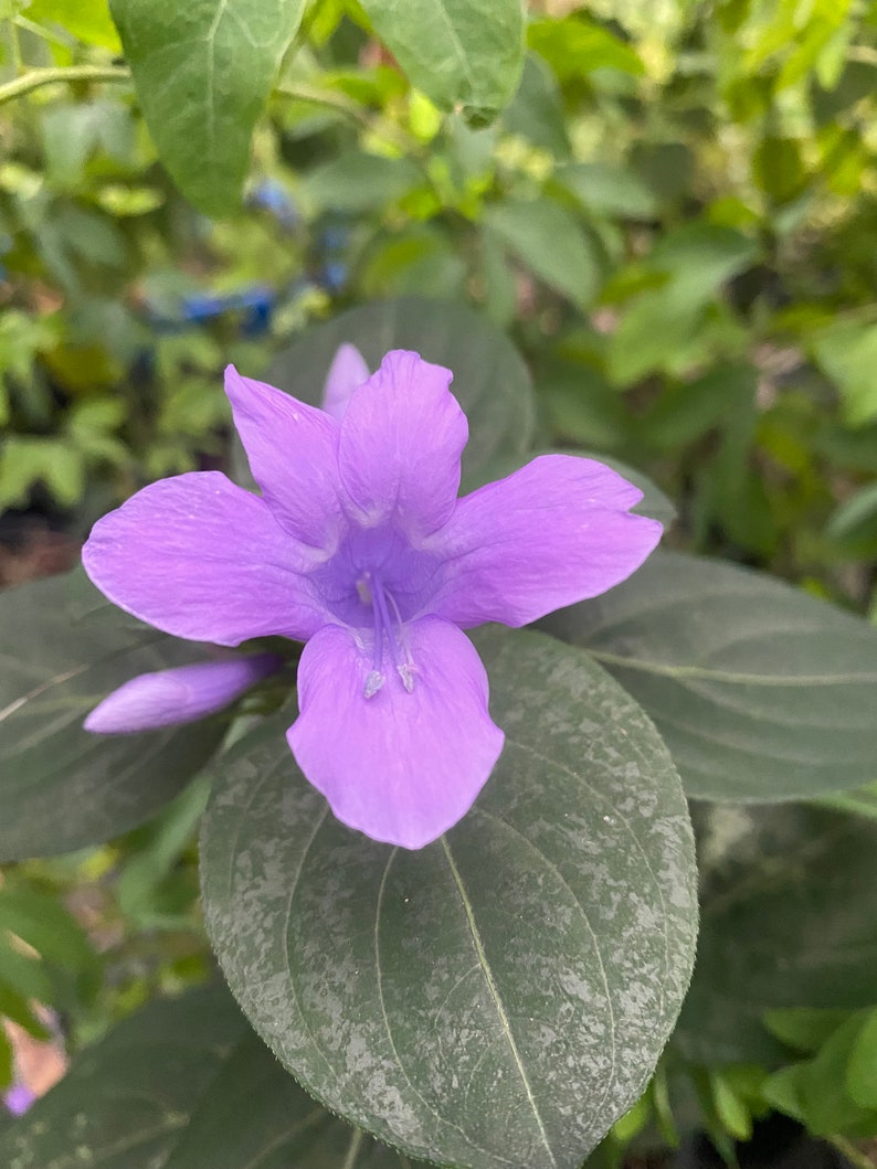 Philippine Violet Plant 2.5" Pot - Barleria cristata - Perennial with Lavender Flowers - Tropical Garden Accent