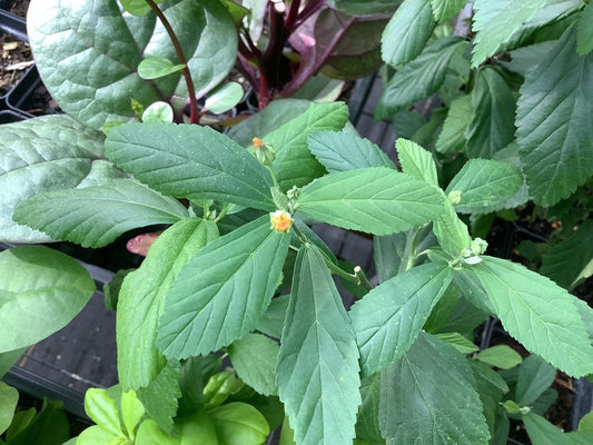Wireweed Live Plant 2.5" Pot Sida acuta Perennial Herb for Soap & Healing, Malvaceae Family, Free Shipping Over $35