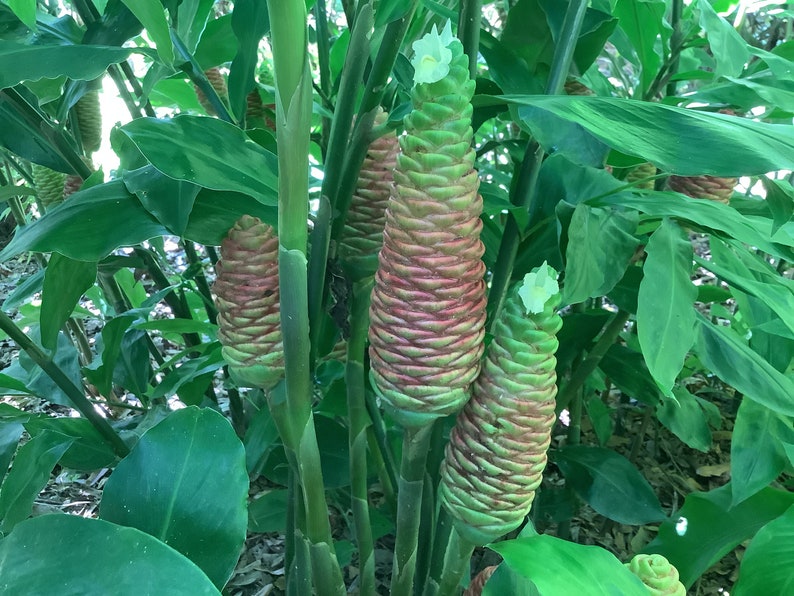 Pincone Ginger Rhizomes, 5 Freshly Dug, Shampoo Ginger, Awapuhi, Zingiber zerumbet - Tropical Edible Plant for Gardens