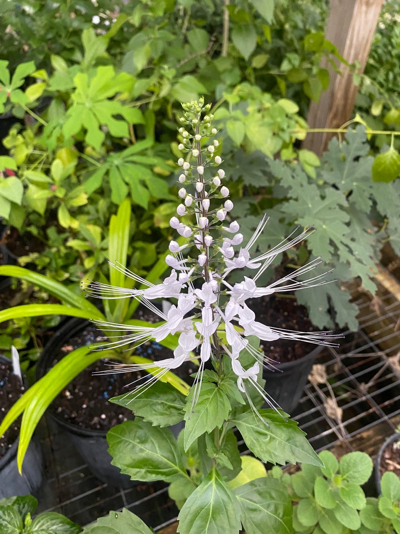 Java Tea Plant in 2.5" Pot, Cat Whiskers, Orthosiphon stamineus, Perennial Herb for Garden or Tea. Free Shipping on $35+ Orders.