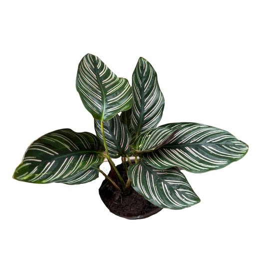 Calathea Ornata 4" Nursery Pot | Pinstripe Prayer Plant | Calathea ornata | Stunning Striped Foliage for Home Decor
