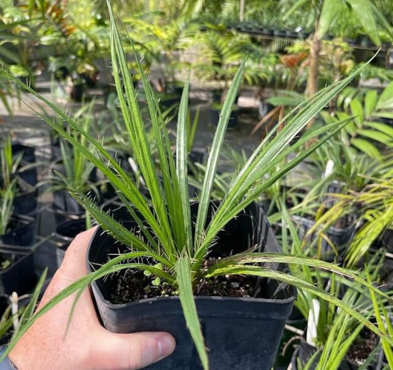 Cuban Belly Palm - Acrocomia crispa - Live Plant - Outdoor Grown - Corojo Palm - Minor Blemishes - Perfect for Tropical Gardens