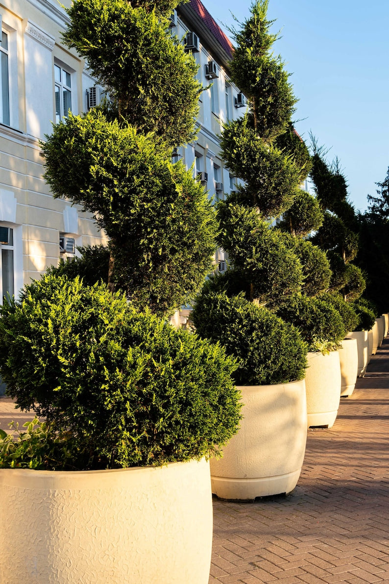 Topiary Spiral Juniper Plant - Handcrafted Spartan Juniper, Evergreen Spiral Topiary, Juniperus chinensis 'Spartan'
