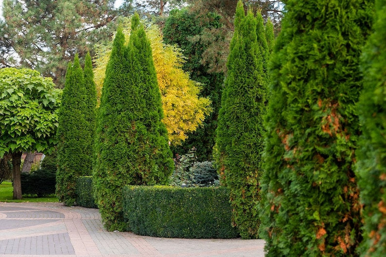 Spartan Juniper Tree | Fast Growing Evergreen | Dense Columnar Foliage | Juniperus chinensis Spartan | Privacy Hedge Plant