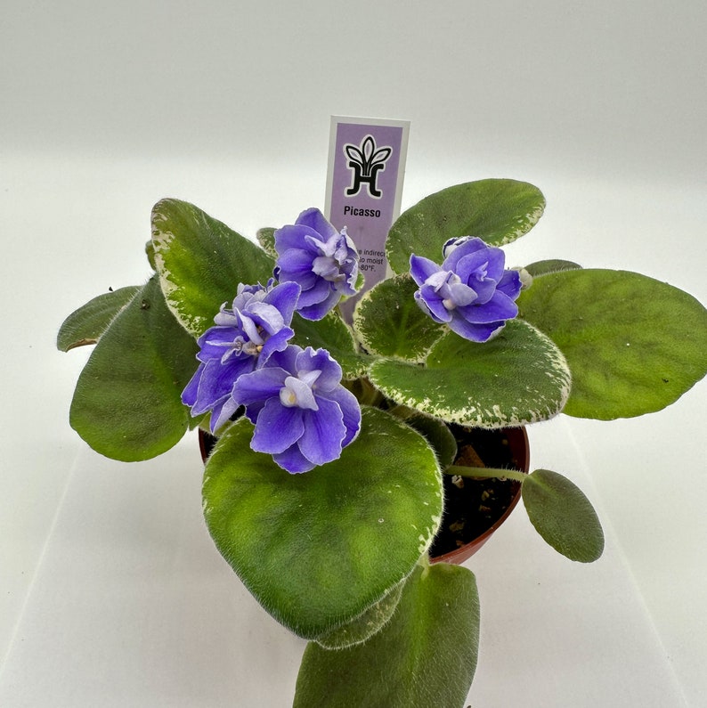 African Violet Plant 4" - Picasso Variety - Blooming Live Plant (Saintpaulia) - Perfect Indoor Houseplant
