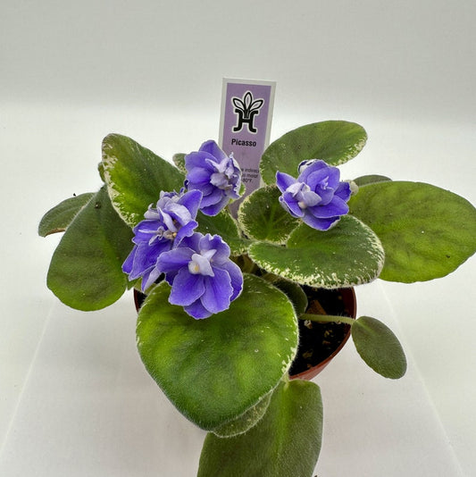 African Violet Plant 4" - Picasso Variety - Blooming Live Plant (Saintpaulia) - Perfect Indoor Houseplant