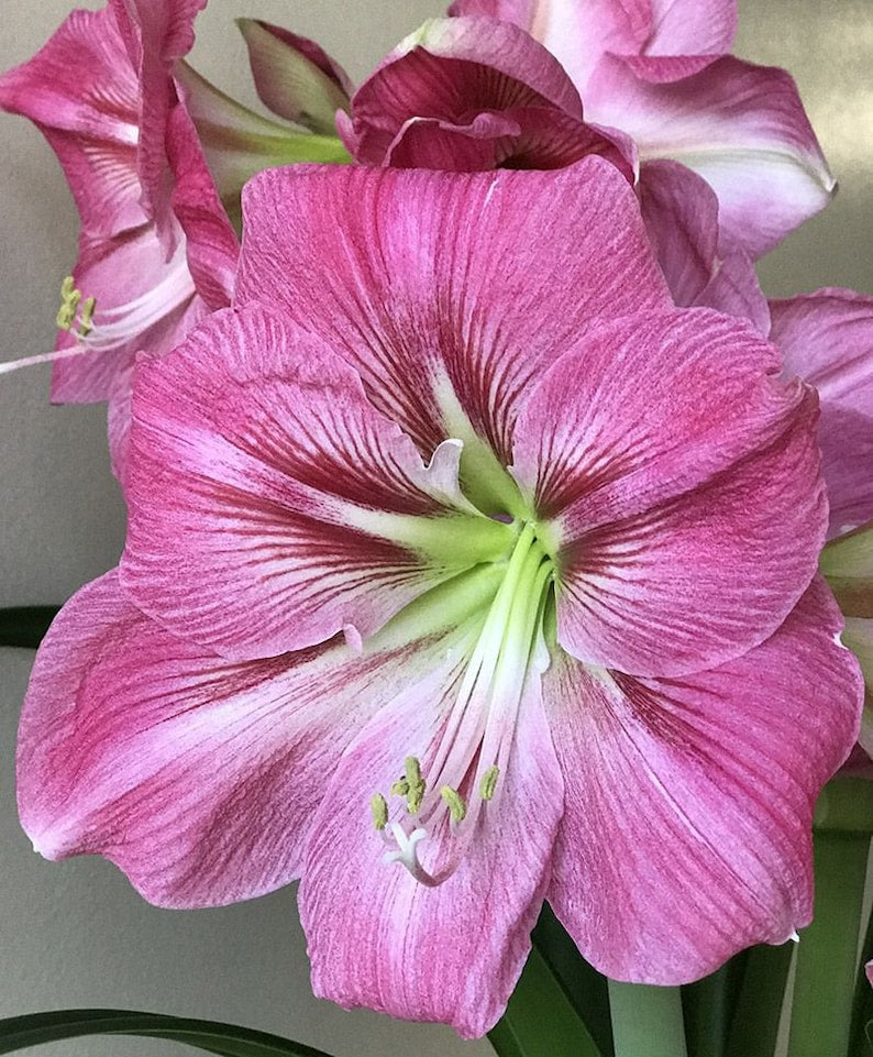 Amaryllis Bulb - 26/28 cm - 'Candy Floss' Soft Pink Trumpet Blooms - Symphony Amaryllis - Fall Preorder 2025 - Blue Buddha Farm