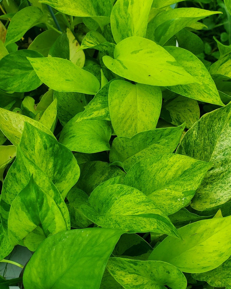 Epipremnum Aureum Pothos Cuttings - Teruno Series Carnival - 2 Aerial Root Cuttings with Leaves