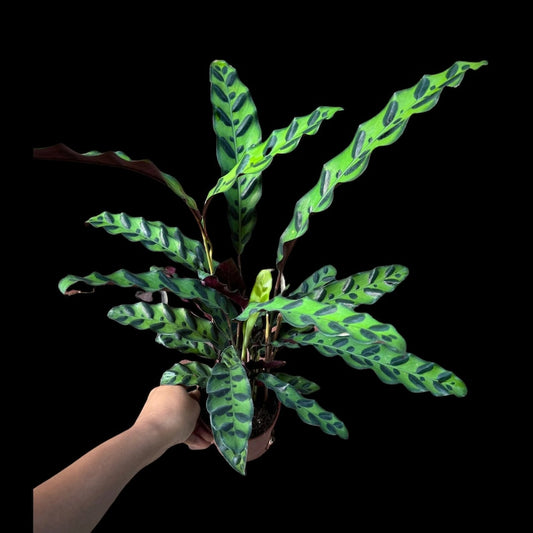Calathea Lancifolia Rattlesnake Plant in 4" Pot | Tropical Houseplant with Striking Foliage | Air Purifier Plant
