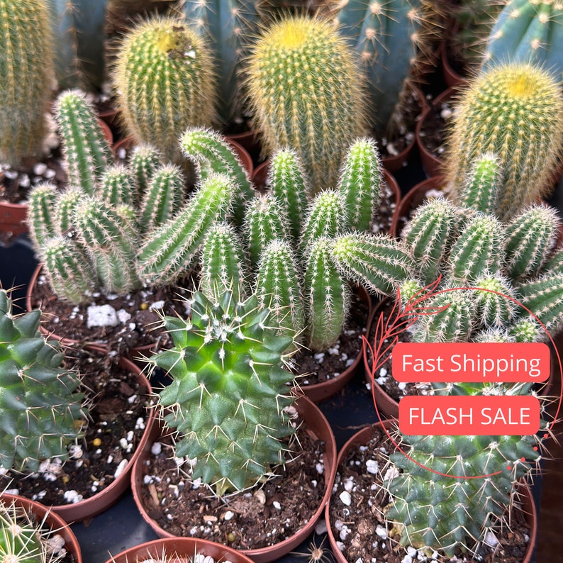 Assorted Mini Cacti Bundle | Succulent Plants in 2" Pots | Perfect Houseplants | Great Plant Gifts | Cacti for Sale