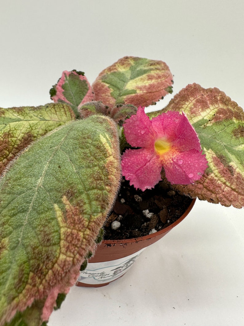 Episcia Plant 4" - Colorful Picasso Variety - Live Houseplant for Indoor Gardening - Episcia cupreata