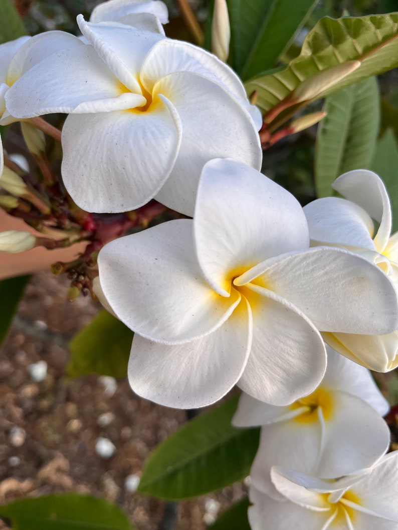 Plumeria Cuttings 10-12 in White Huge Blooming Flowers (Plumeria alba) - Fragrant, Ideal for Lei Making, Healthy & Firm
