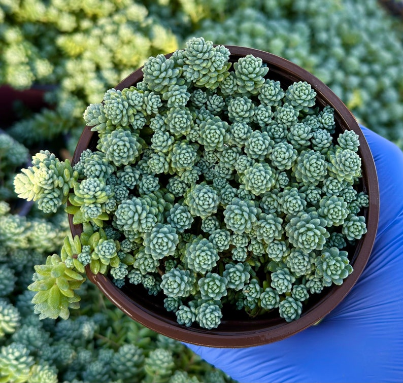Sedum Dasyphyllum Major 4" | Live Succulent | Corsican Stonecrop | Drought-Tolerant Ground Cover Plant