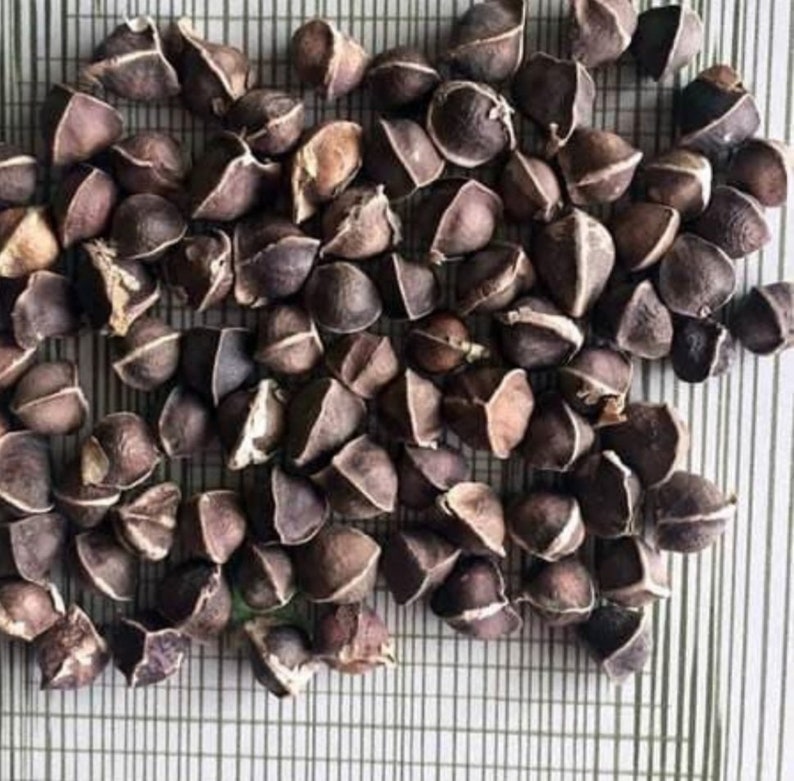 Organic Moringa Seeds (70+) & Climbing Pink Rose Cuttings Gift - Moringa oleifera, Rosa 'Climbing Pink'