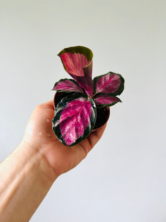 Black Heart Calathea Starter Plant - 3” Pot - Calathea Black Heart - Gothic Decor - Indoor Plant for Humidity
