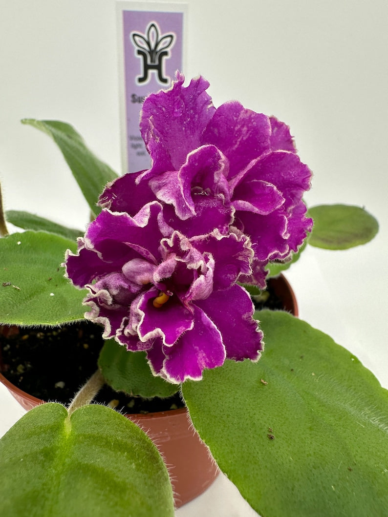 Live African Violet 4" Plant - Sun Sizzle Variety - Saintpaulia Ionantha - Blooming Indoor Flowering Plant