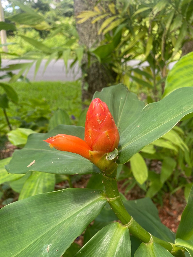 Live Spiral Ginger Plant in 2.5" Pot - Costus woodsonii - Tropical Edible Flowering Perennial for Garden or Landscape