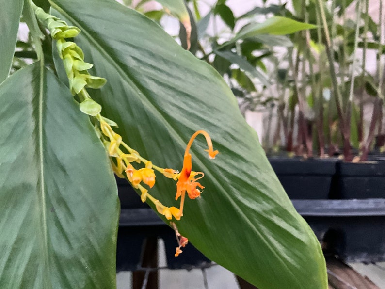 Dancing Ladies Ginger Plant - Yellow Globba in 2.5” Pot - Globba shomburgkii - Hardy to Zone 8 - Free Shipping Available
